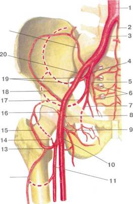 Правая подвздошная артерия. Внутренняя подвздошная артерия анатомия. Коллатеральное кровообращение тазобедренного сустава схема. Ветви внутренней подвздошной артерии. Наружная подвздошная артерия анатомия.